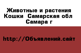 Животные и растения Кошки. Самарская обл.,Самара г.